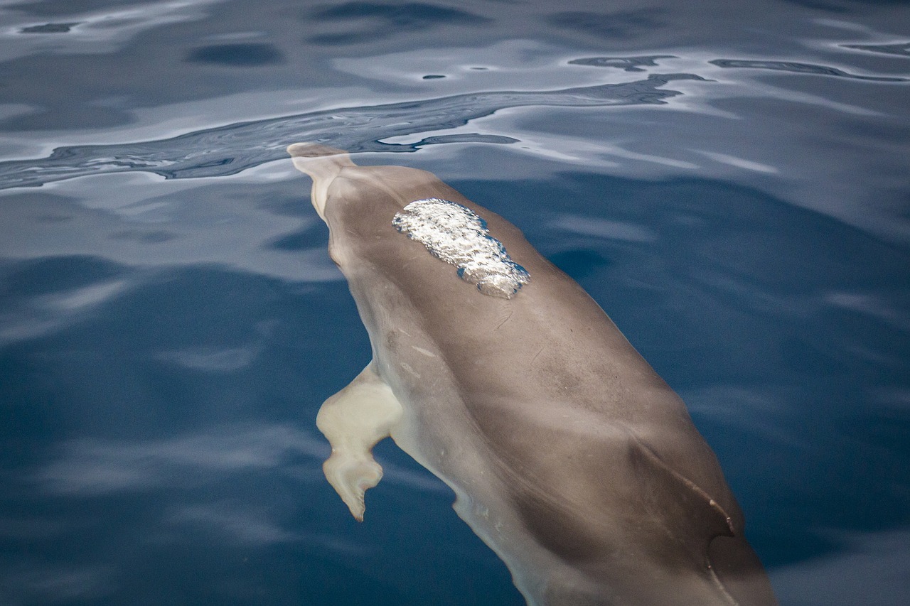 dolphin water dolphins free photo