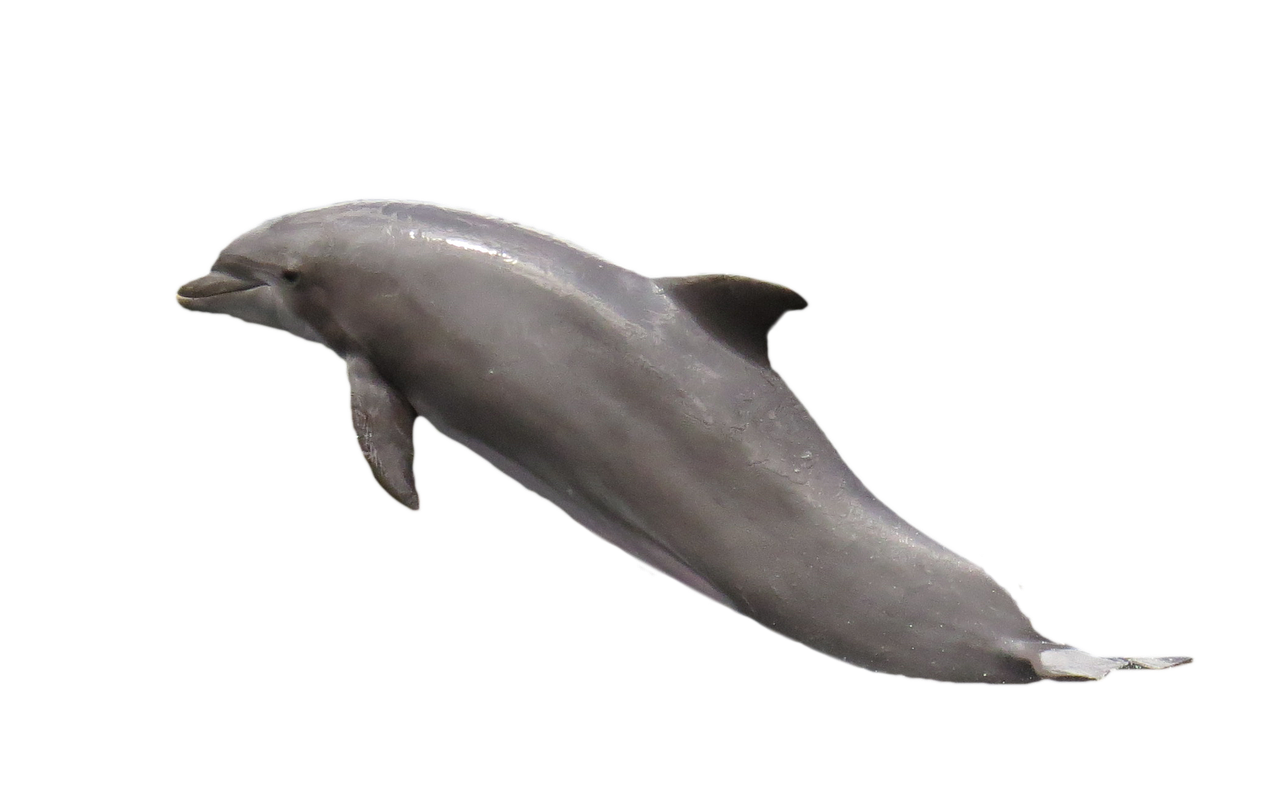 dolphin isolated marine mammals free photo