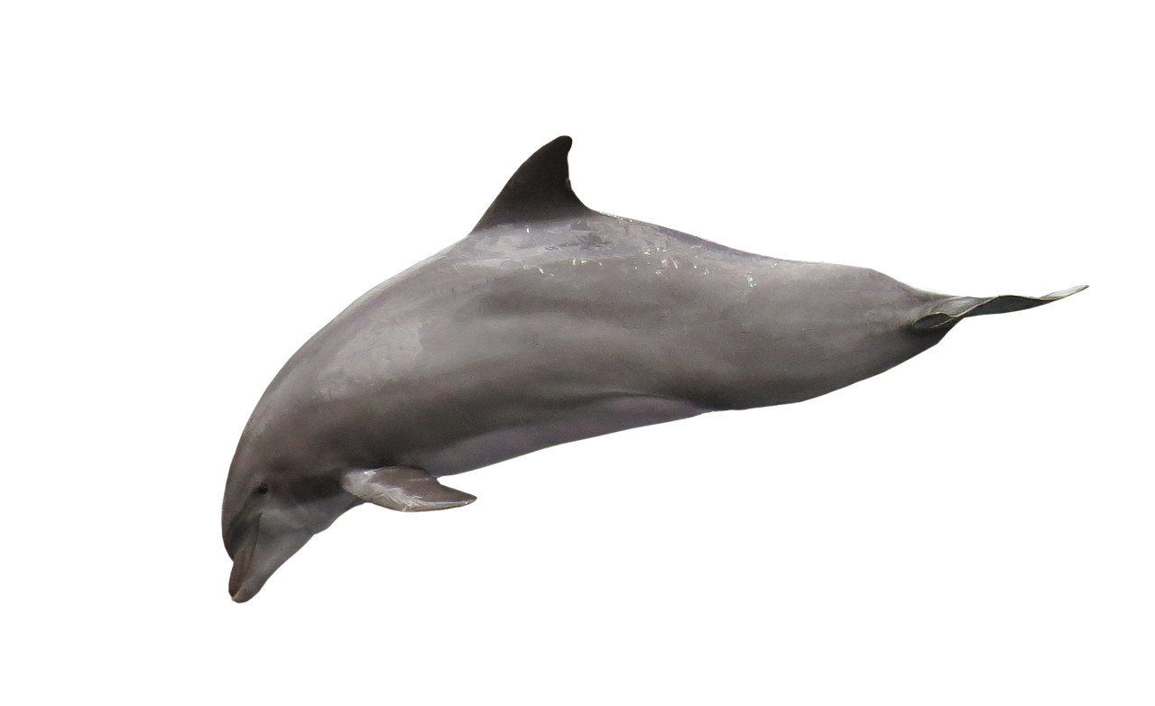 dolphin isolated marine mammals free photo