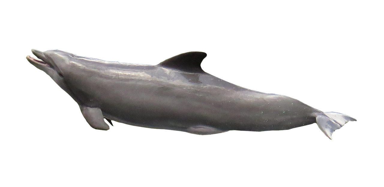 dolphin isolated marine mammals free photo