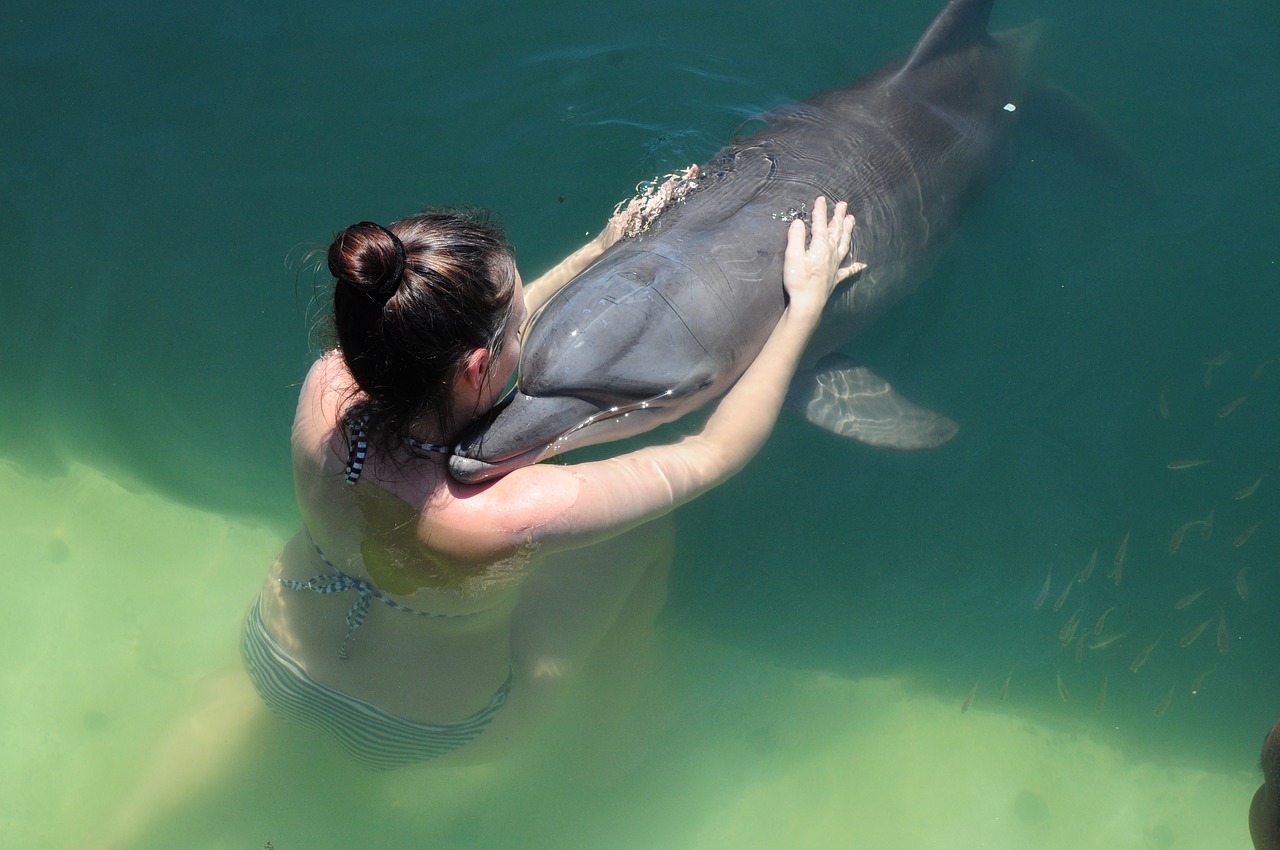 dolphin love water free photo