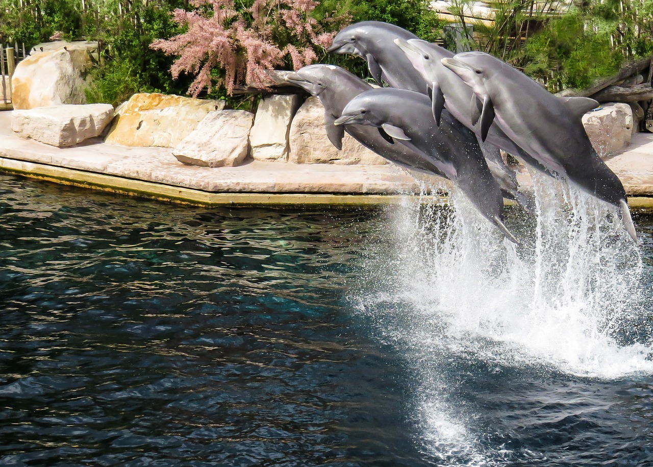dolphin pinball show free photo
