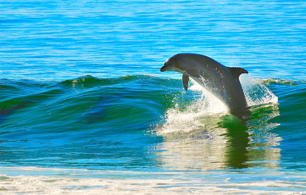 dolphin ocean wave free photo