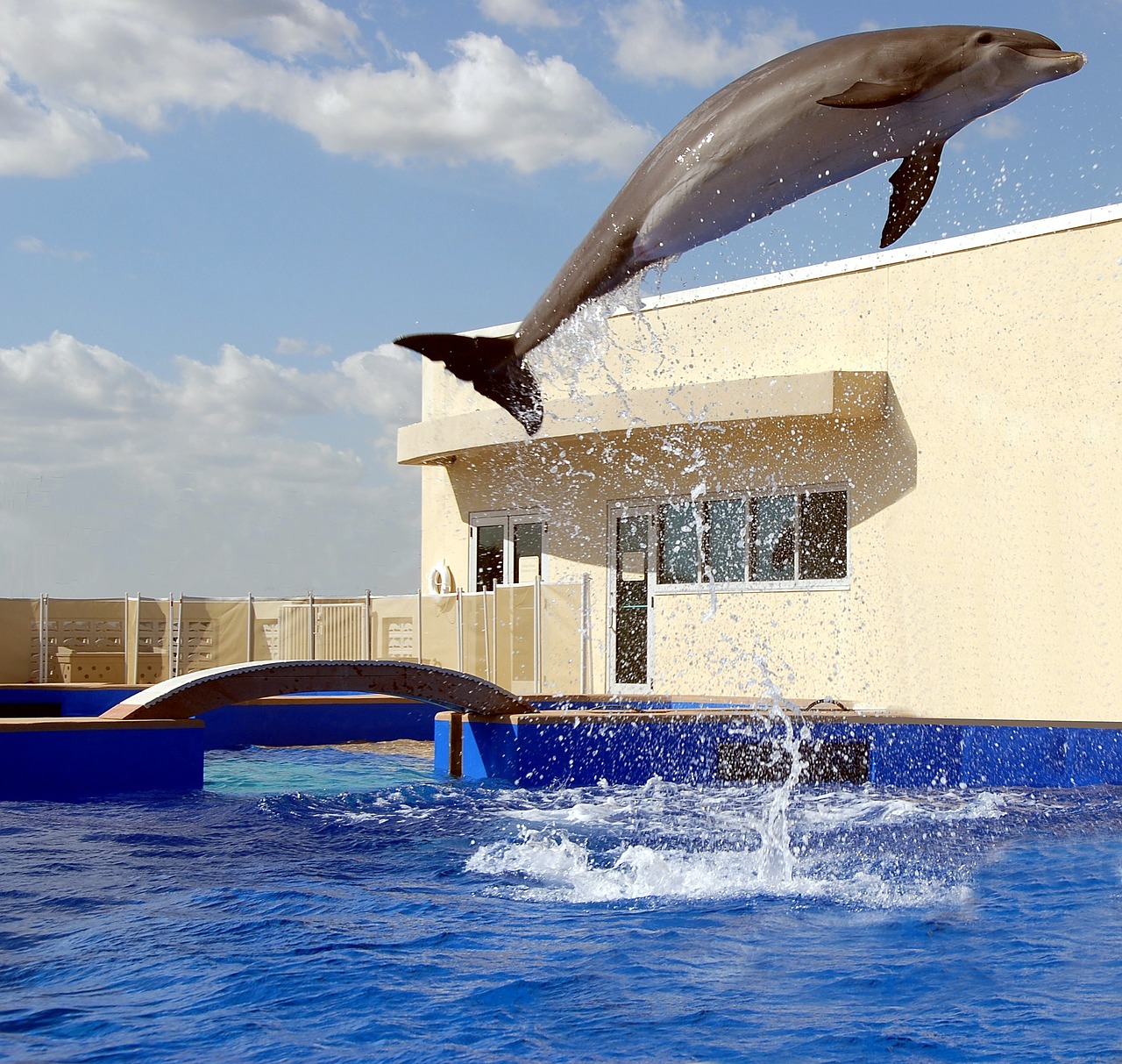 dolphin jumping playing free photo
