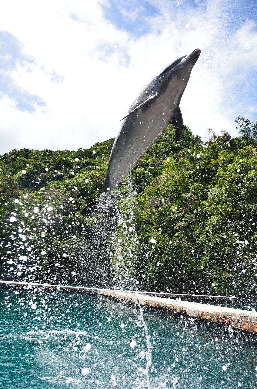 dolphin aquarium show free photo
