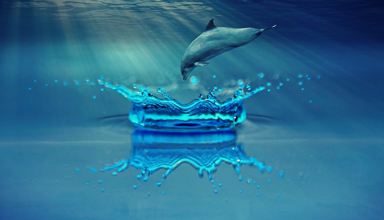 dolphin animal marine mammals free photo
