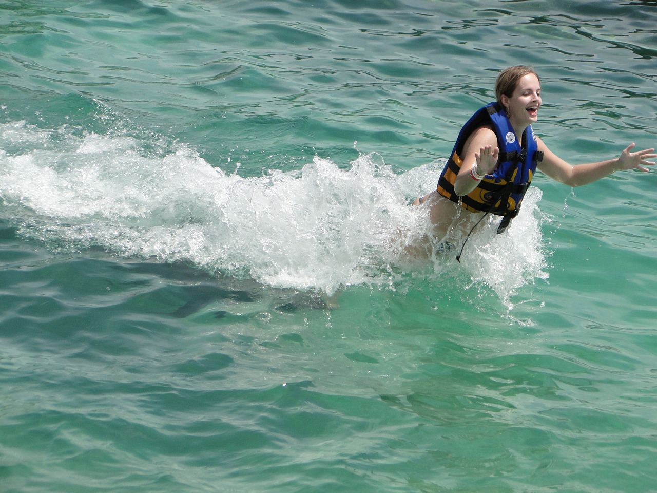 dolphin treading water swimming free photo