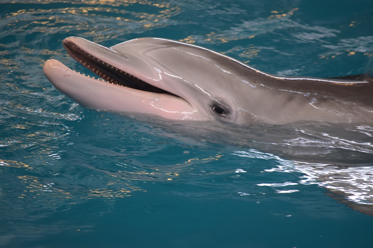 dolphin mammals intelligent free photo