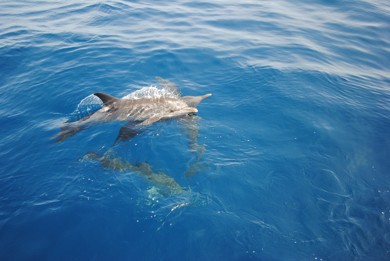 dolphin nature ocean free photo