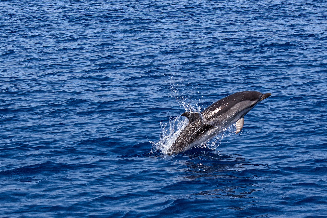 dolphin sea nature free photo