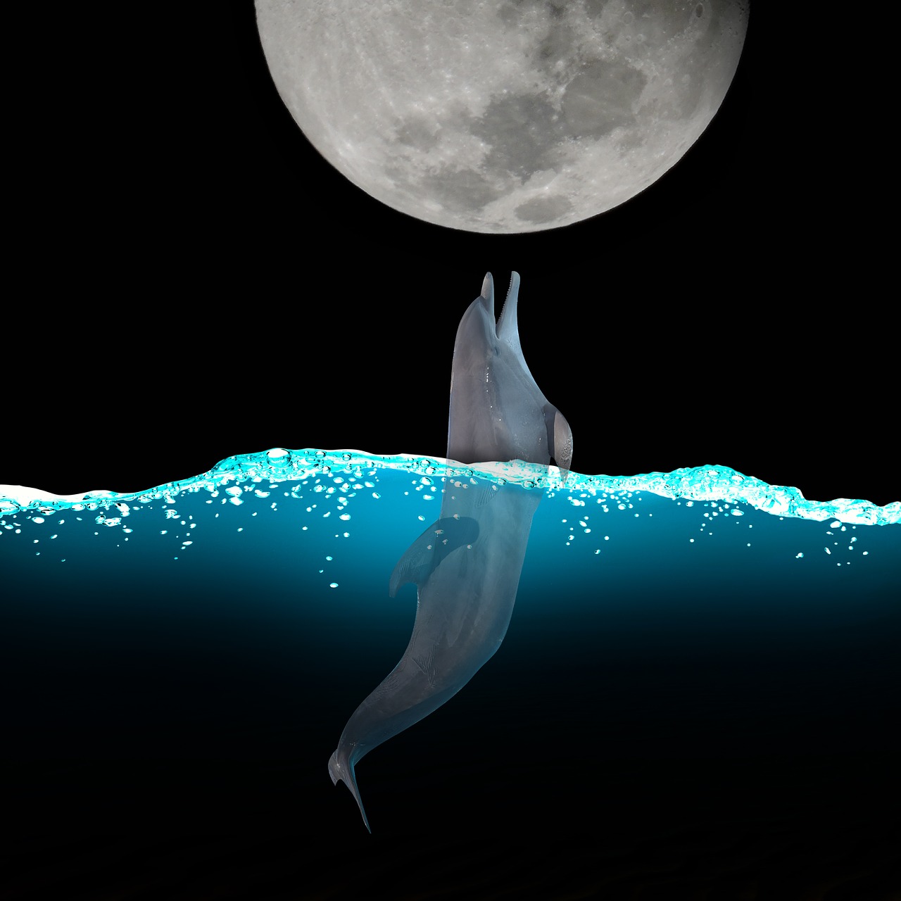 dolphin moon water free photo