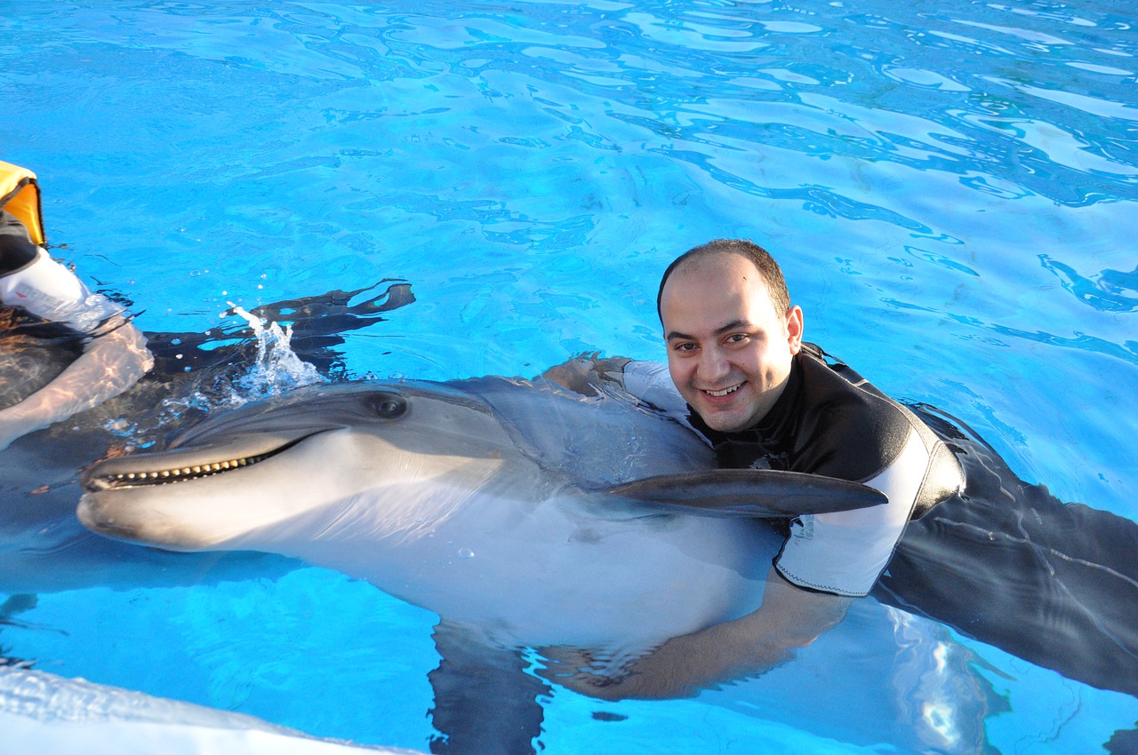 dolphin friendship peace free photo