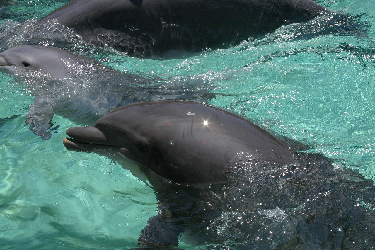 dolphin marine life aquatic free photo