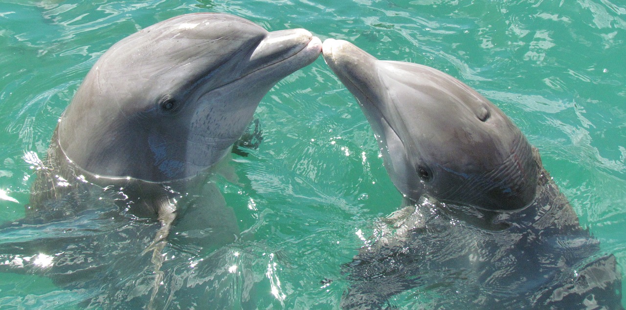 dolphin sea love free photo