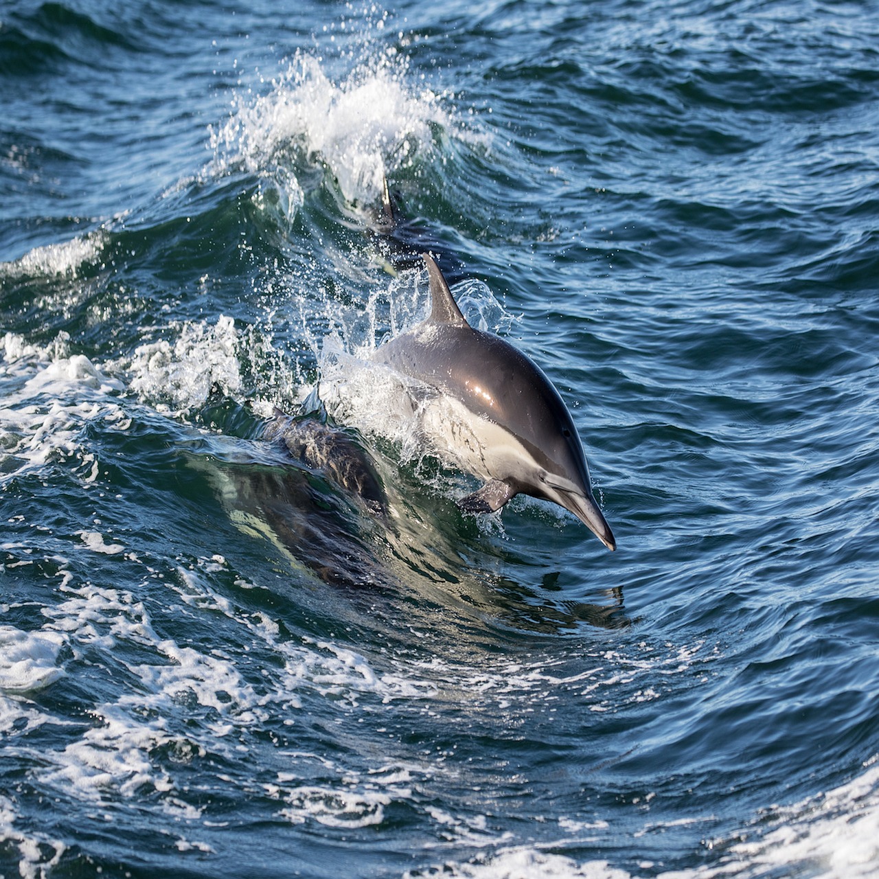 dolphin counseling inspiration free photo