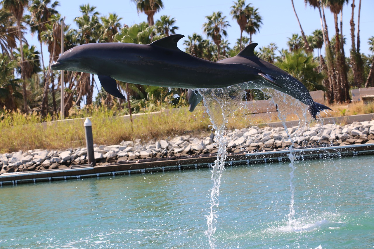 dolphin dolphins leap free photo