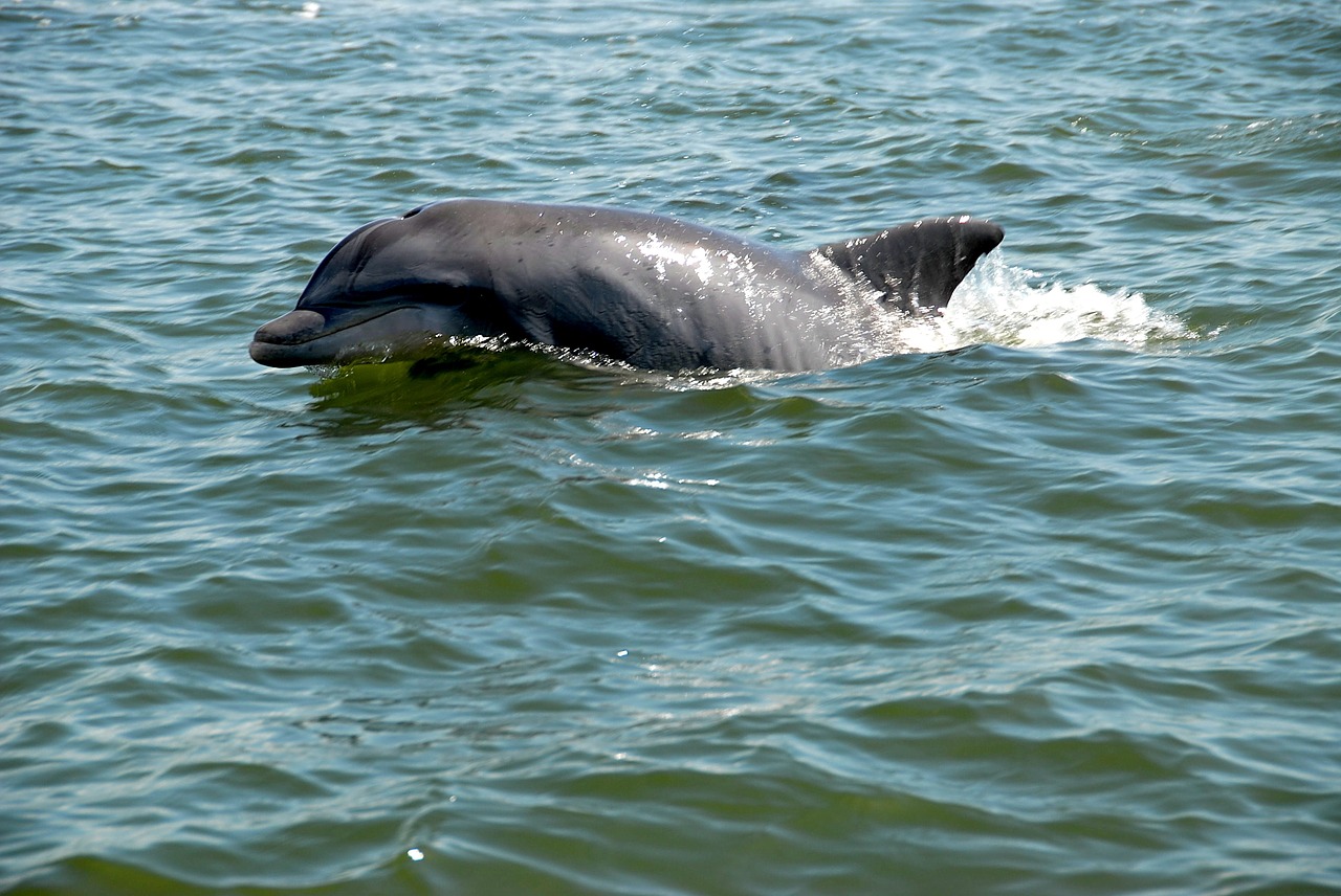 dolphin wildlife wild free photo