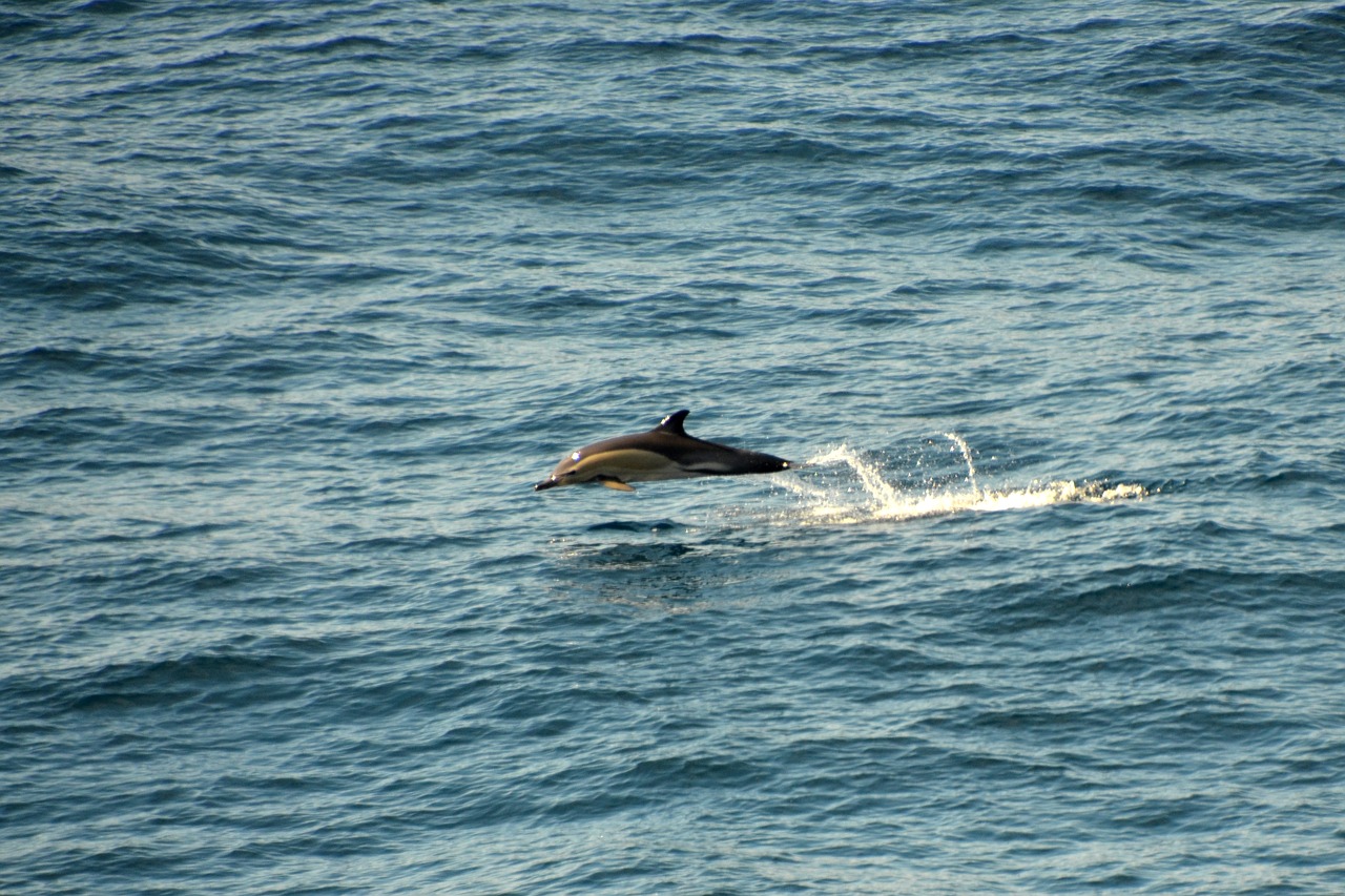 dolphin atlantic meeresbewohner free photo