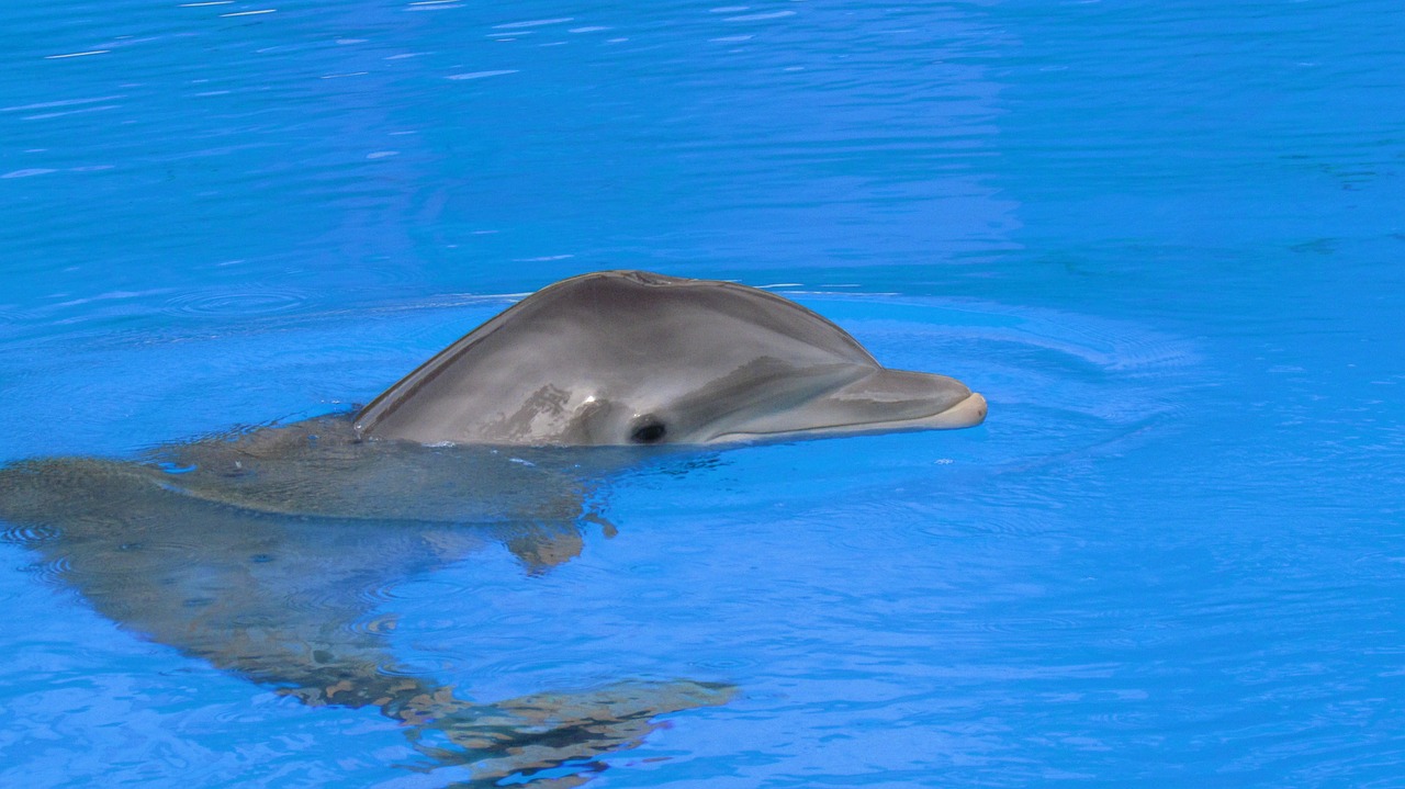 dolphin fish dolphins free photo