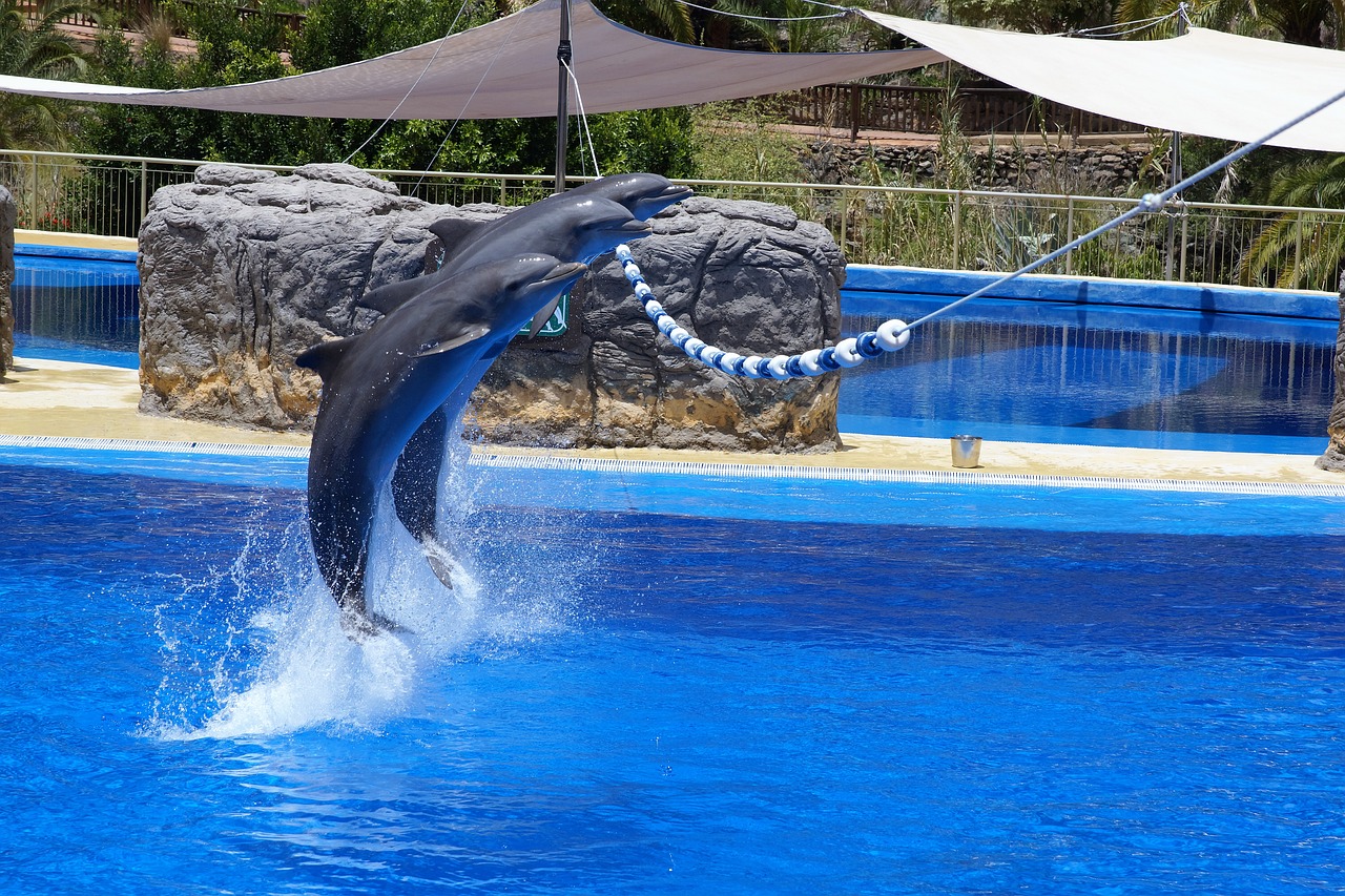 dolphin water zoo free photo