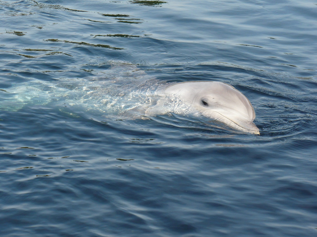 dolphin water dolphinarium free photo