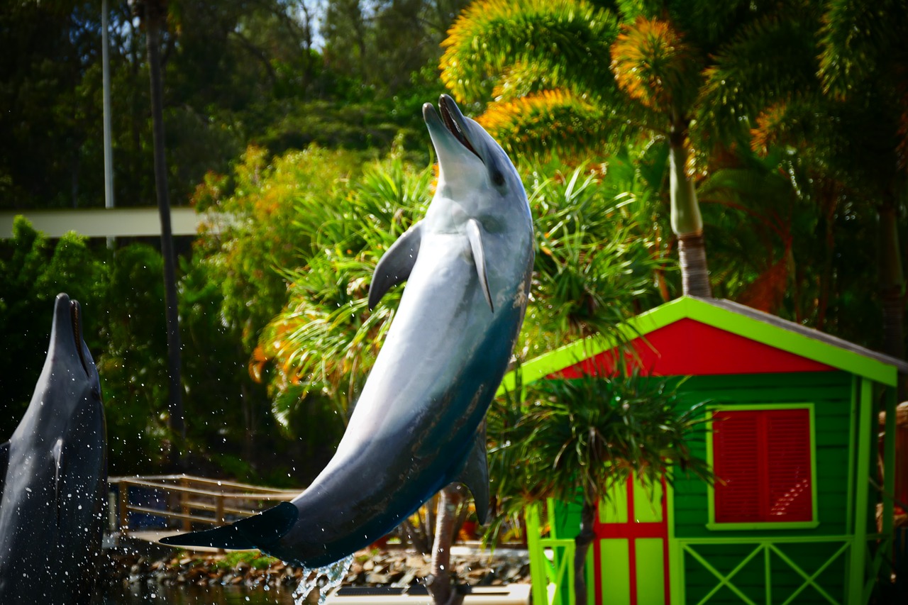 dolphin smile jump free photo