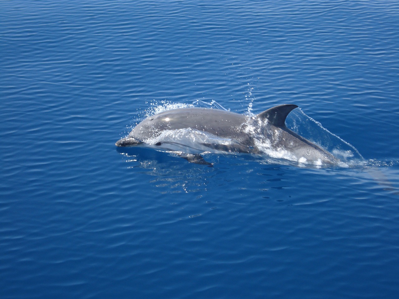 dolphin sea water free photo