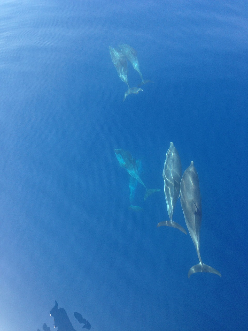 dolphin ocean blue free photo