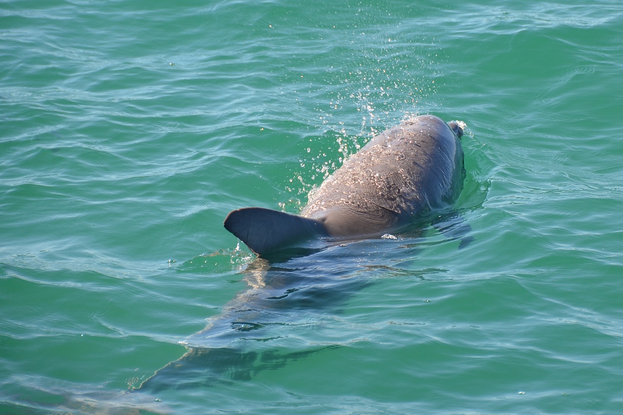 dolphin mammal sea free photo