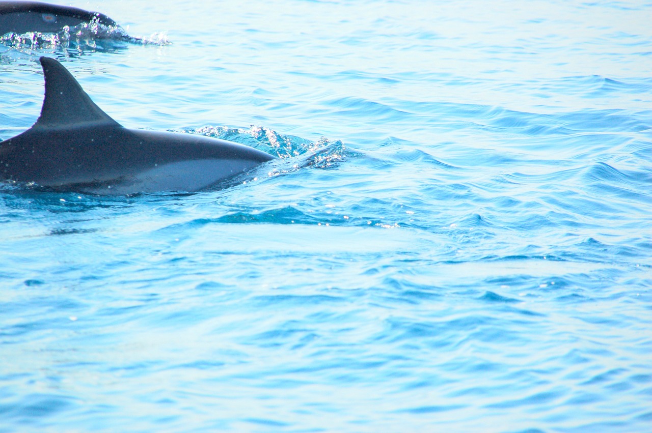 dolphin sea bali free photo