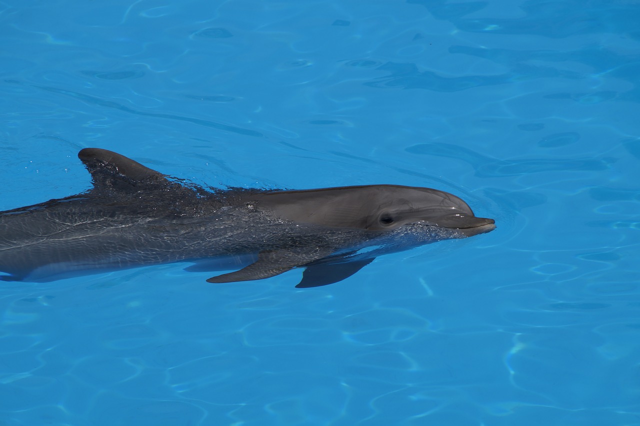 dolphin bottlenose dolphin marine mammals free photo