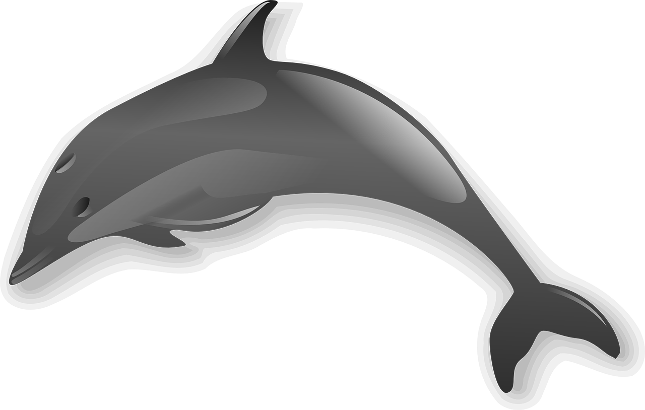 dolphin animal sea free photo