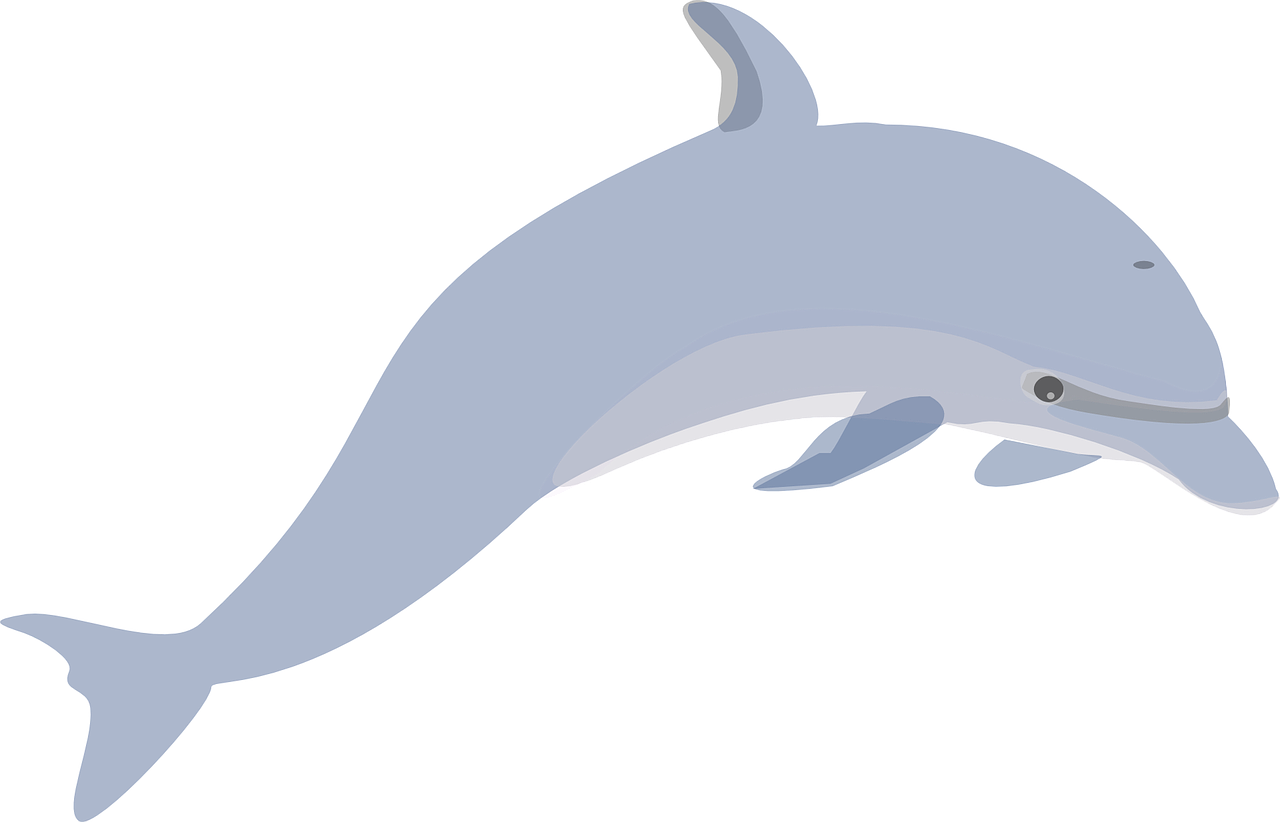 dolphin mammals swimming free photo