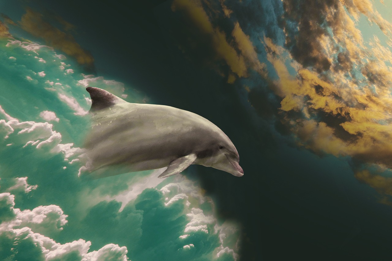 dolphin marine mammals jump free photo