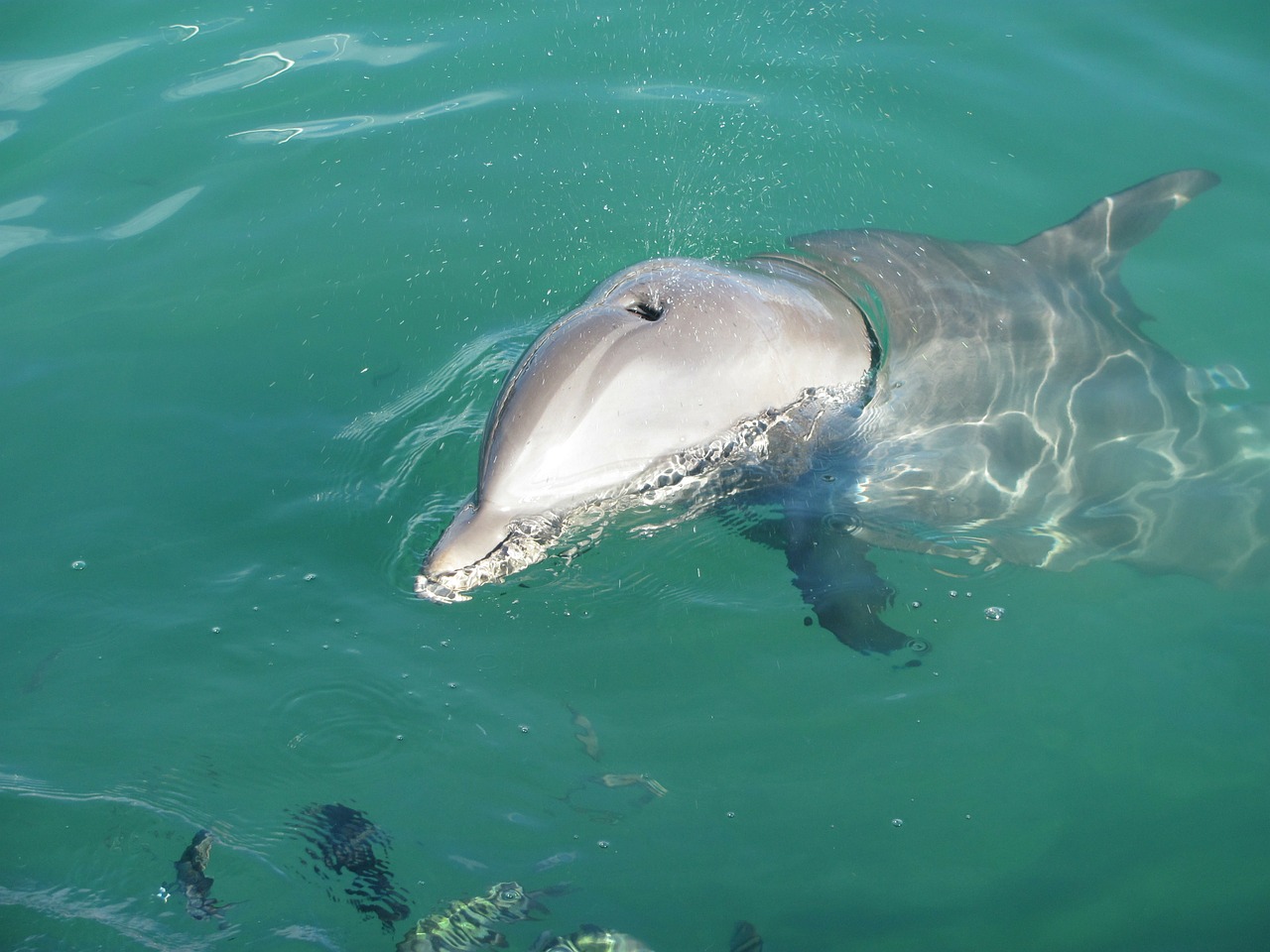 dolphin animal water free photo