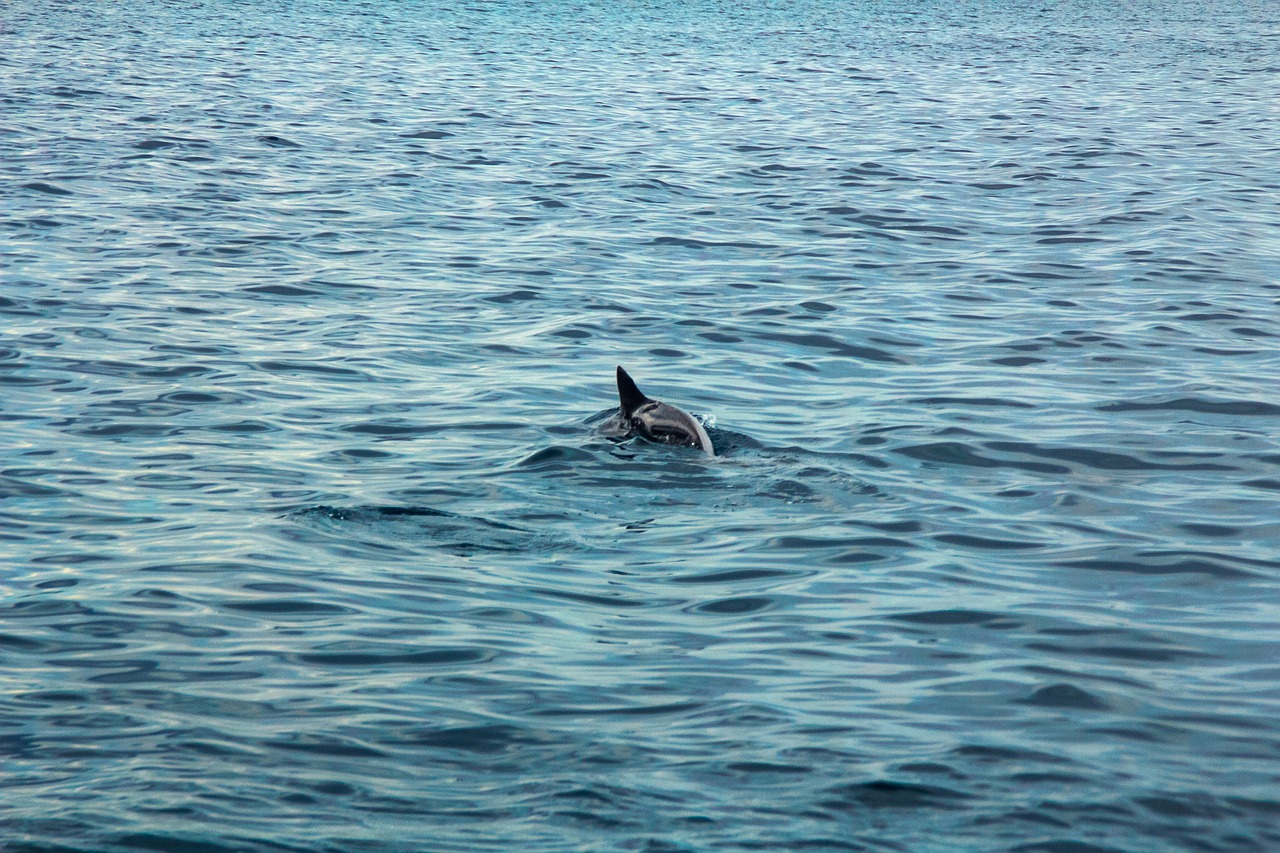 dolphin sea beach free photo