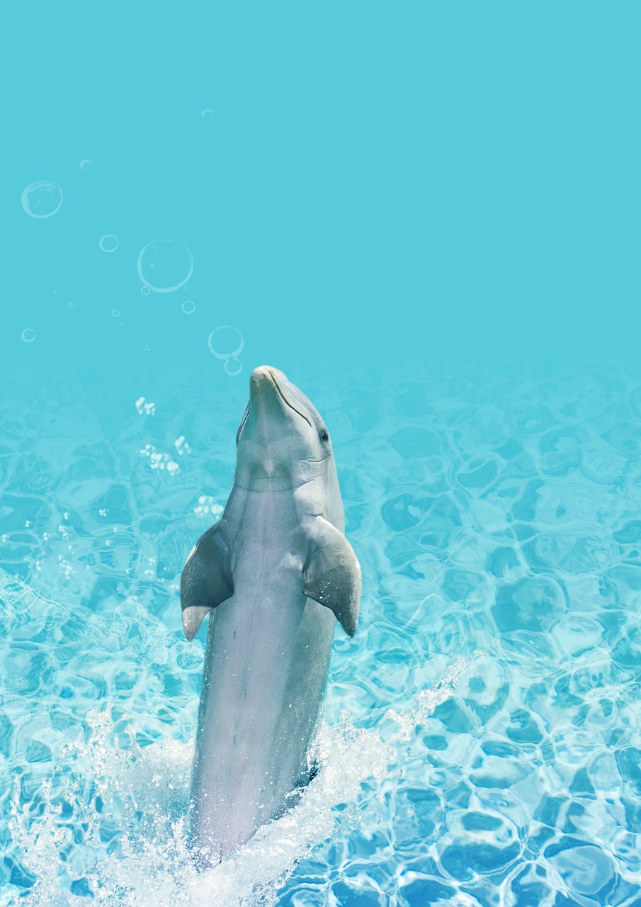 dolphin water background free photo