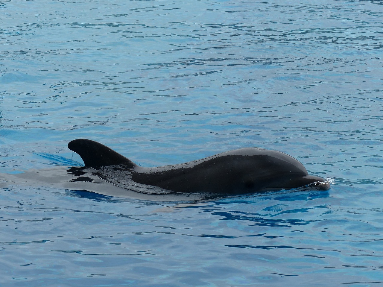 dolphin dolphinarium swim free photo