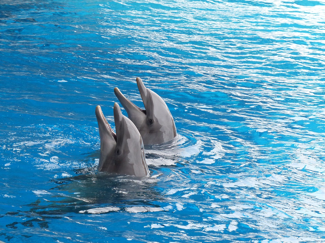 dolphin dolphins cetacean free photo