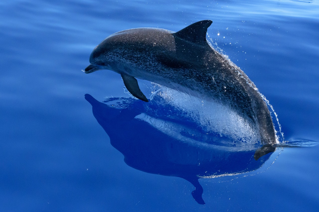 dolphin sea marine mammals free photo