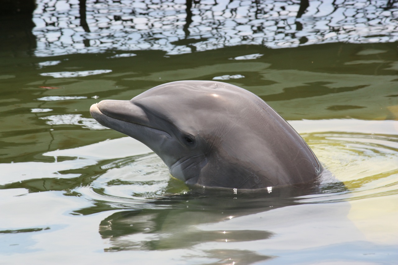 dolphin pinball marine mammals free photo