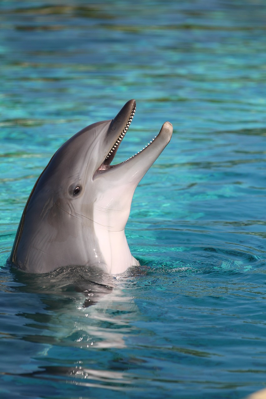 dolphin sea france free photo