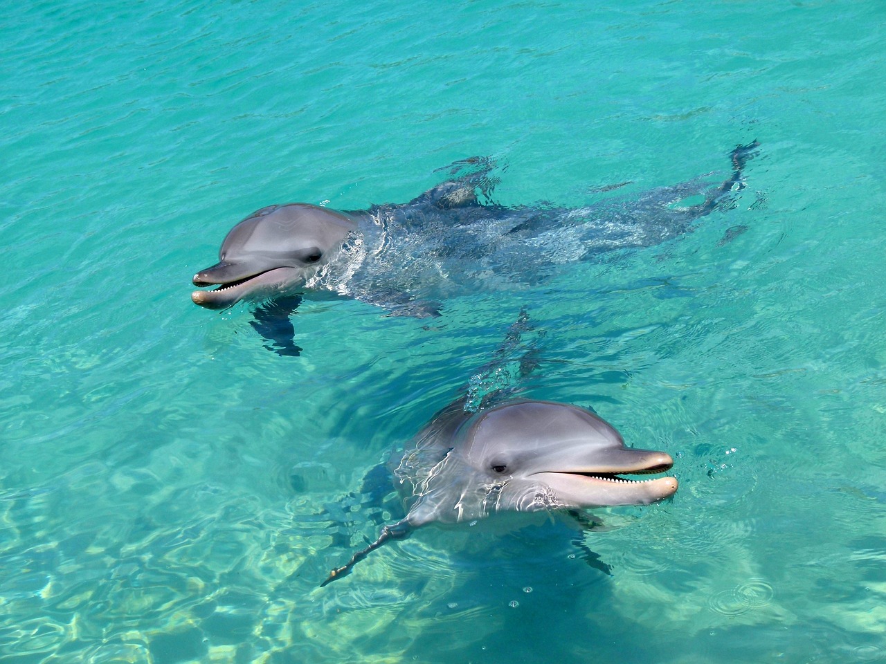 dolphin water playful free photo