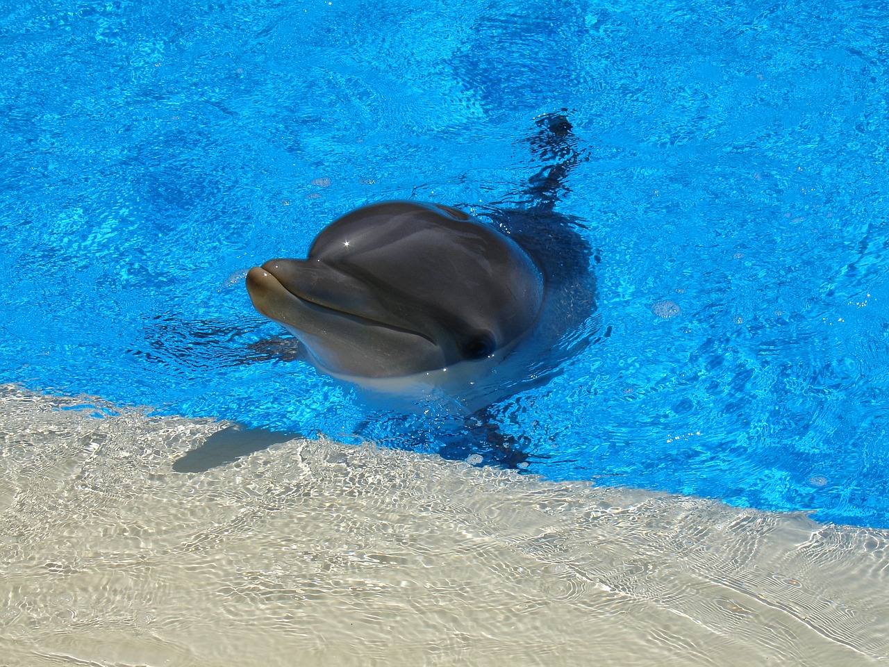 dolphin  mammal  water free photo