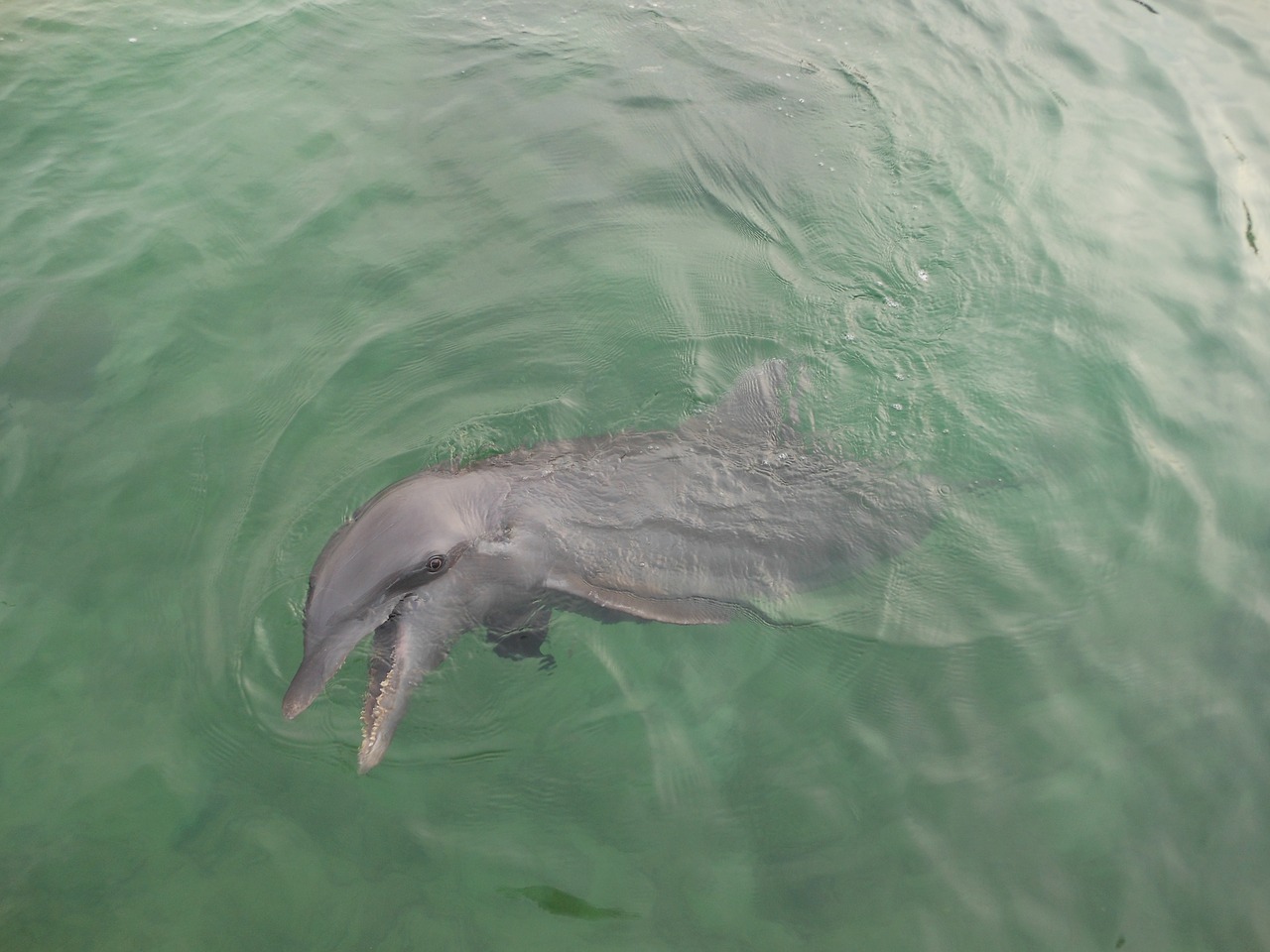dolphin  ocean  wild life free photo