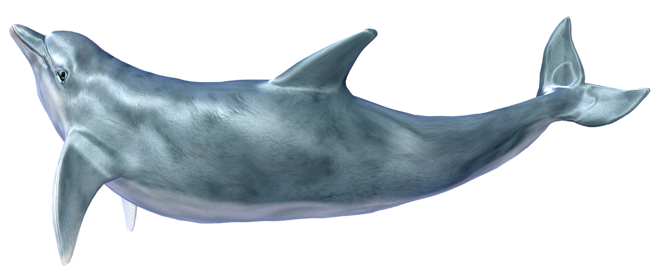dolphin  bottlenose  marine free photo