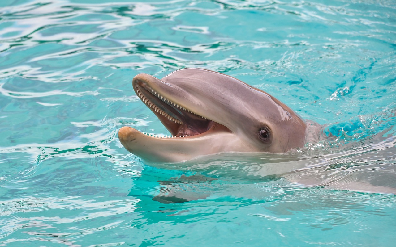 dolphin  look  happy free photo
