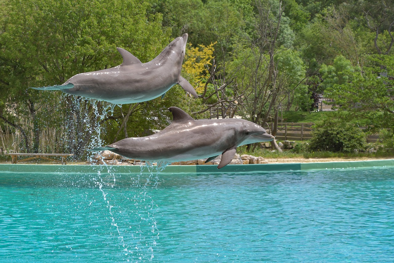 dolphin  jump  two free photo
