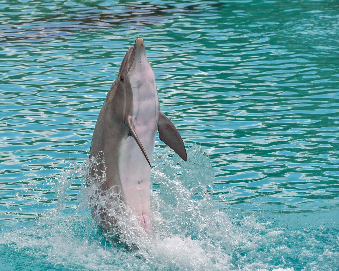 dolphin  standing  back free photo