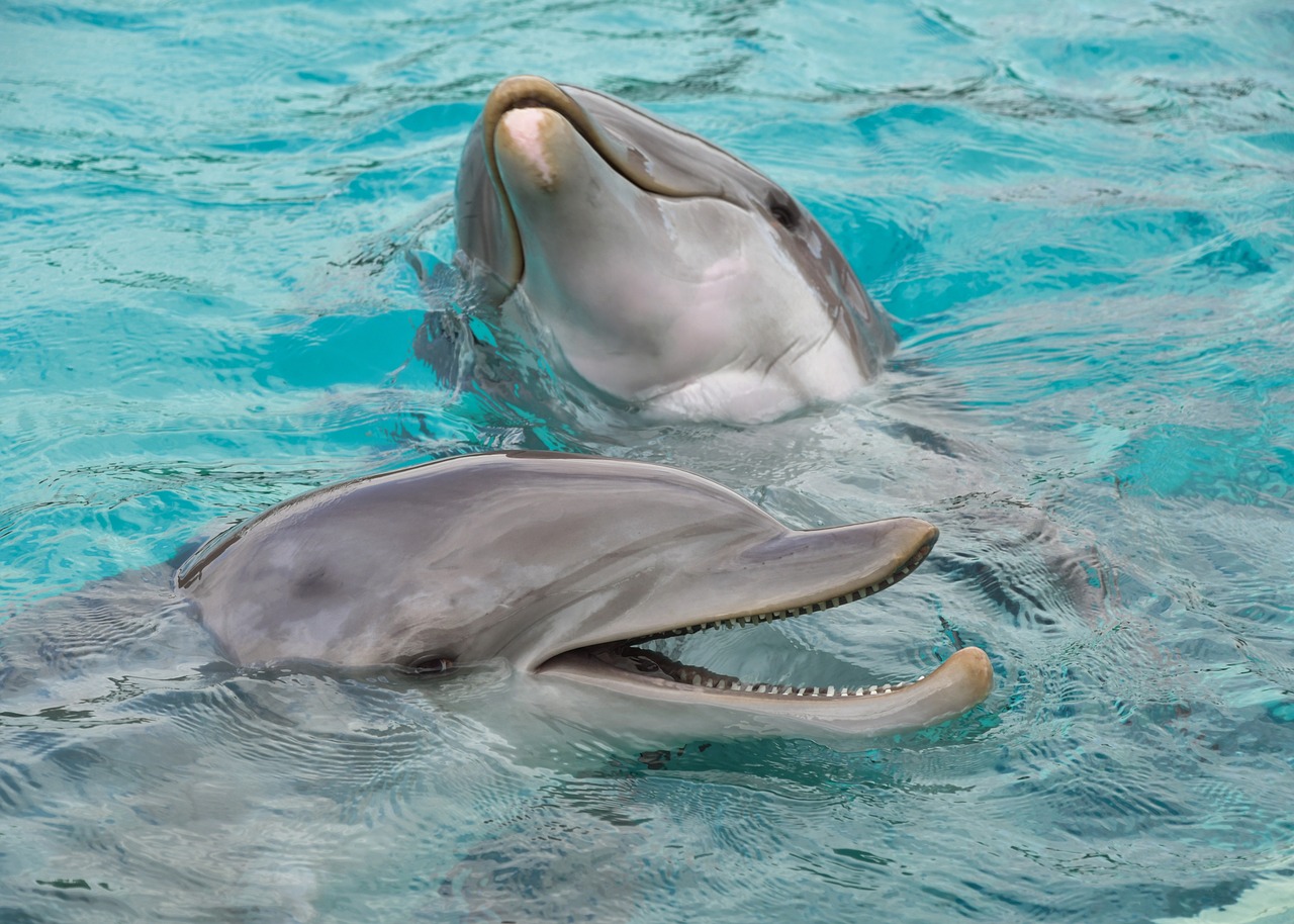 dolphin  two  happy free photo